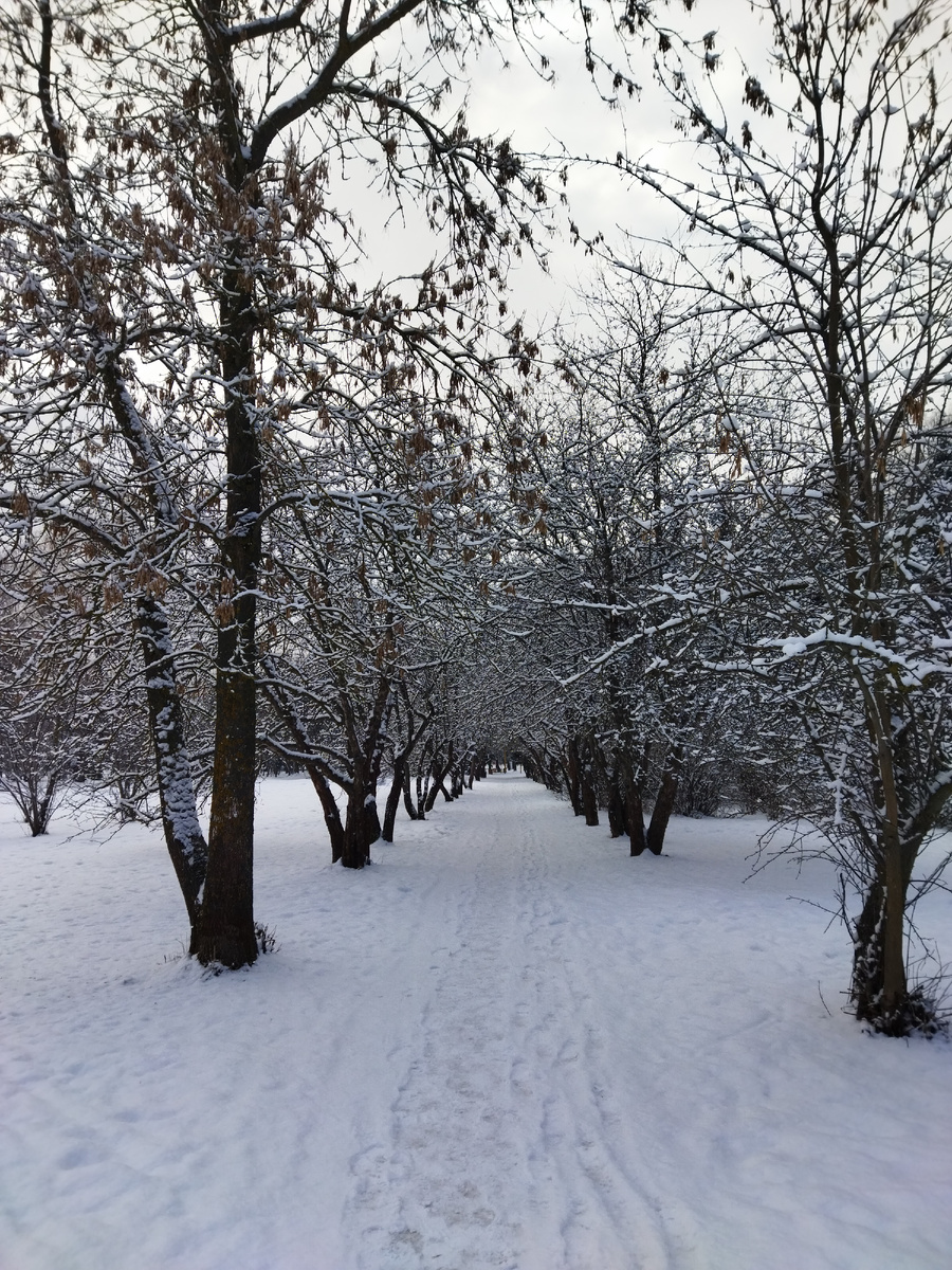 Одна из самых красивых аллей в парке