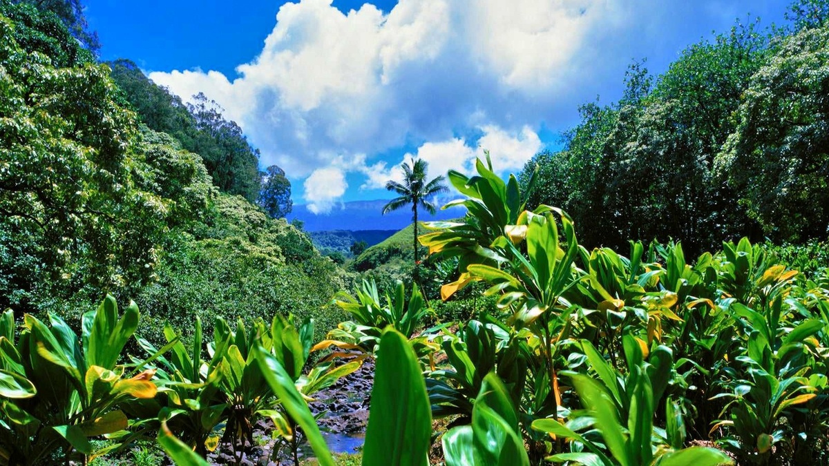 Остров Мауи, фото www.tripadvisor.ru