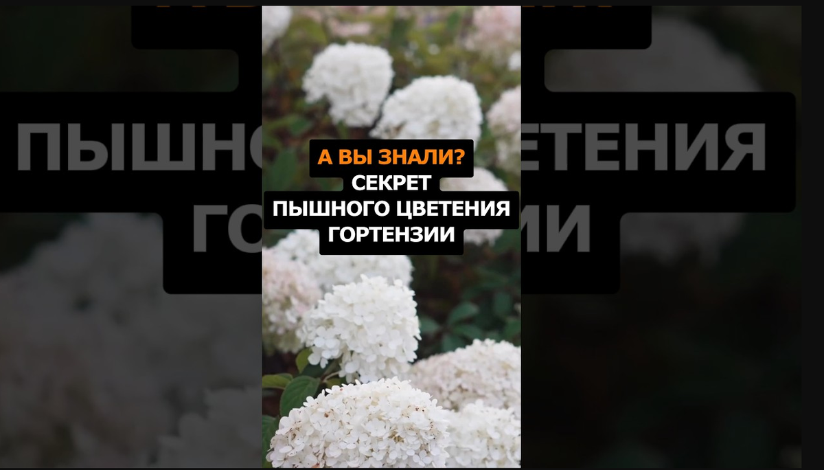 
Дача. Сад. Цветы