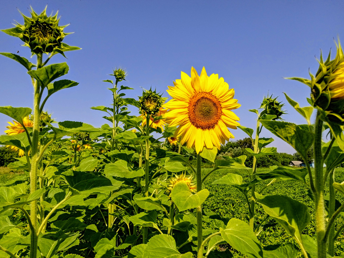 Буду радовать вас своими утренними, летними фотографиями 🤗