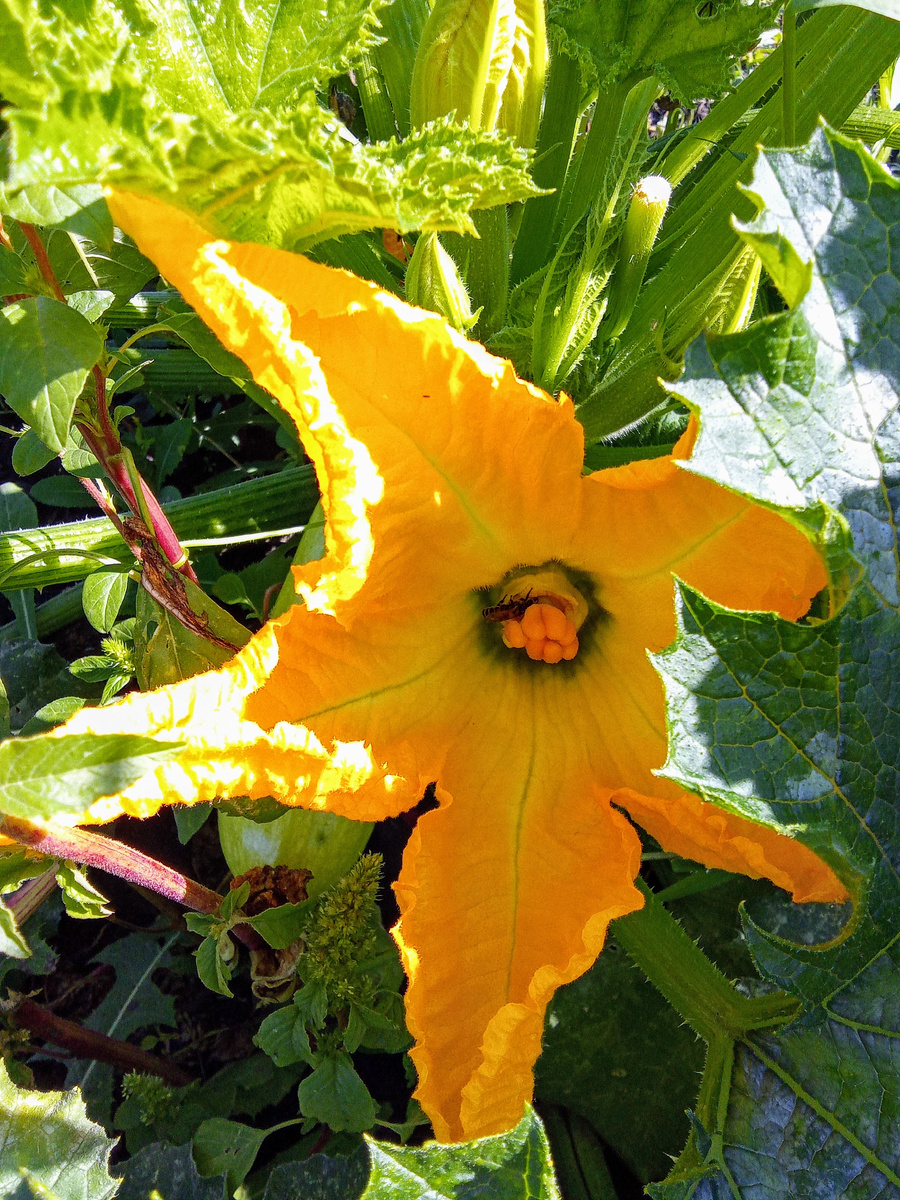 Скоро всё зацветёт 🌼