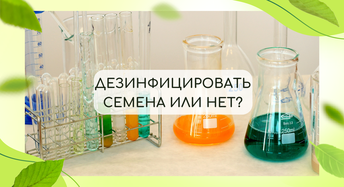 Нужно ли дезинфицировать семена?