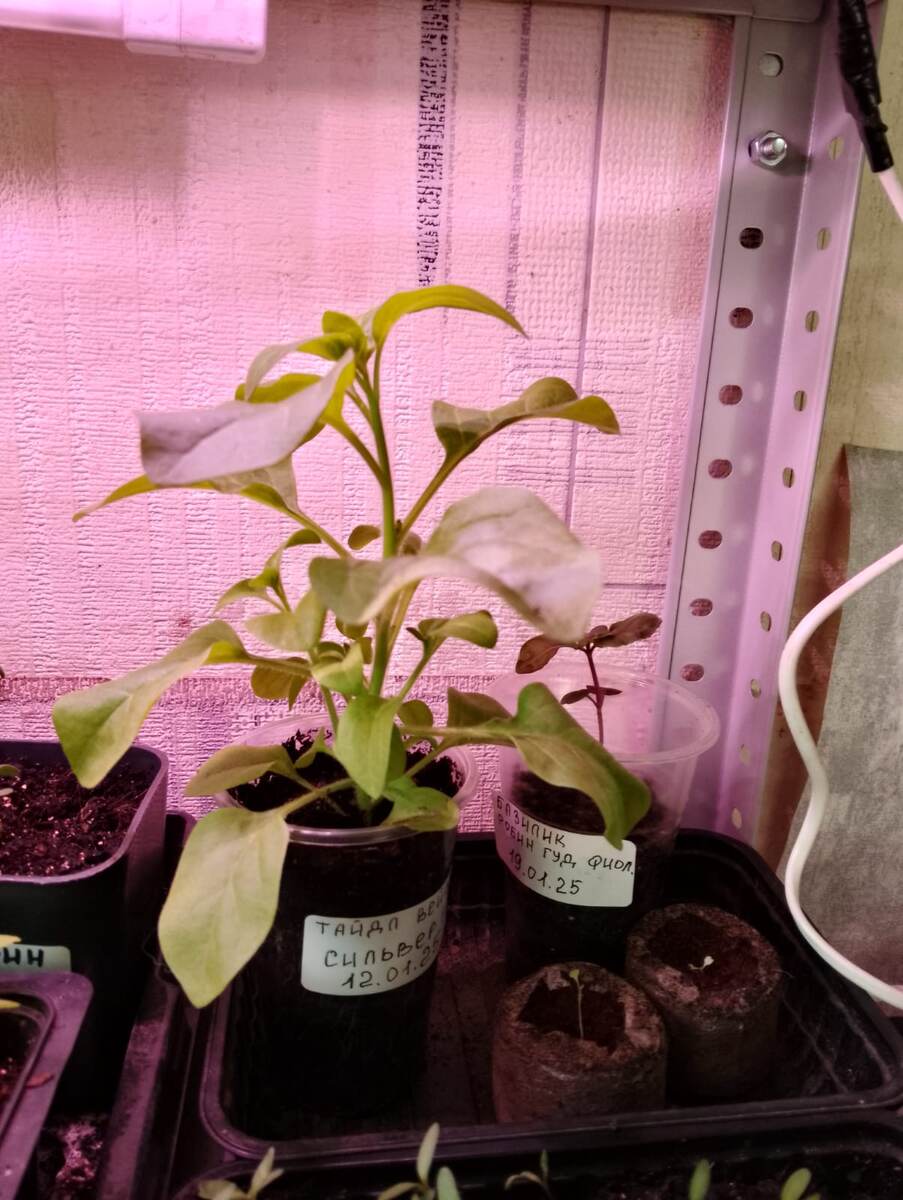 Отрезала верхушку на черенок