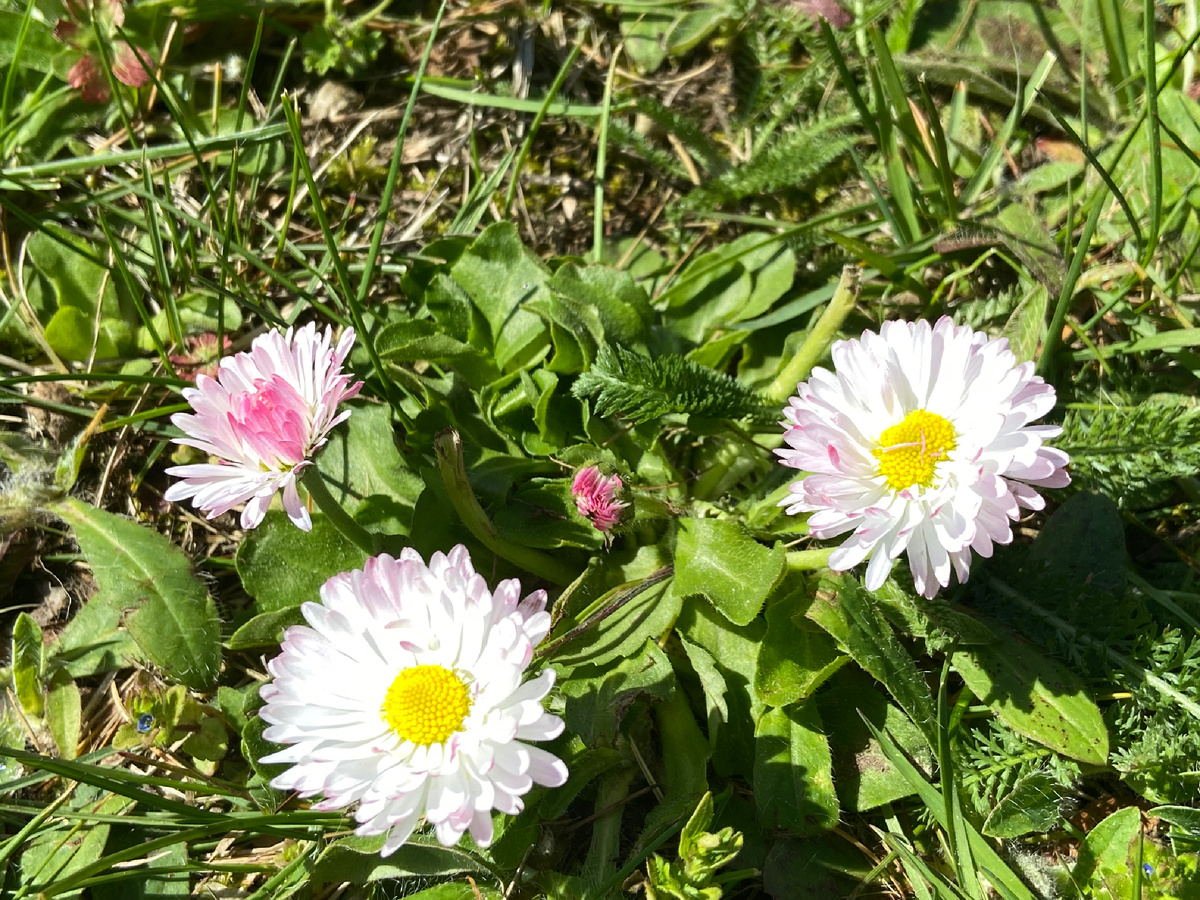 Маргаритки миленькие такие