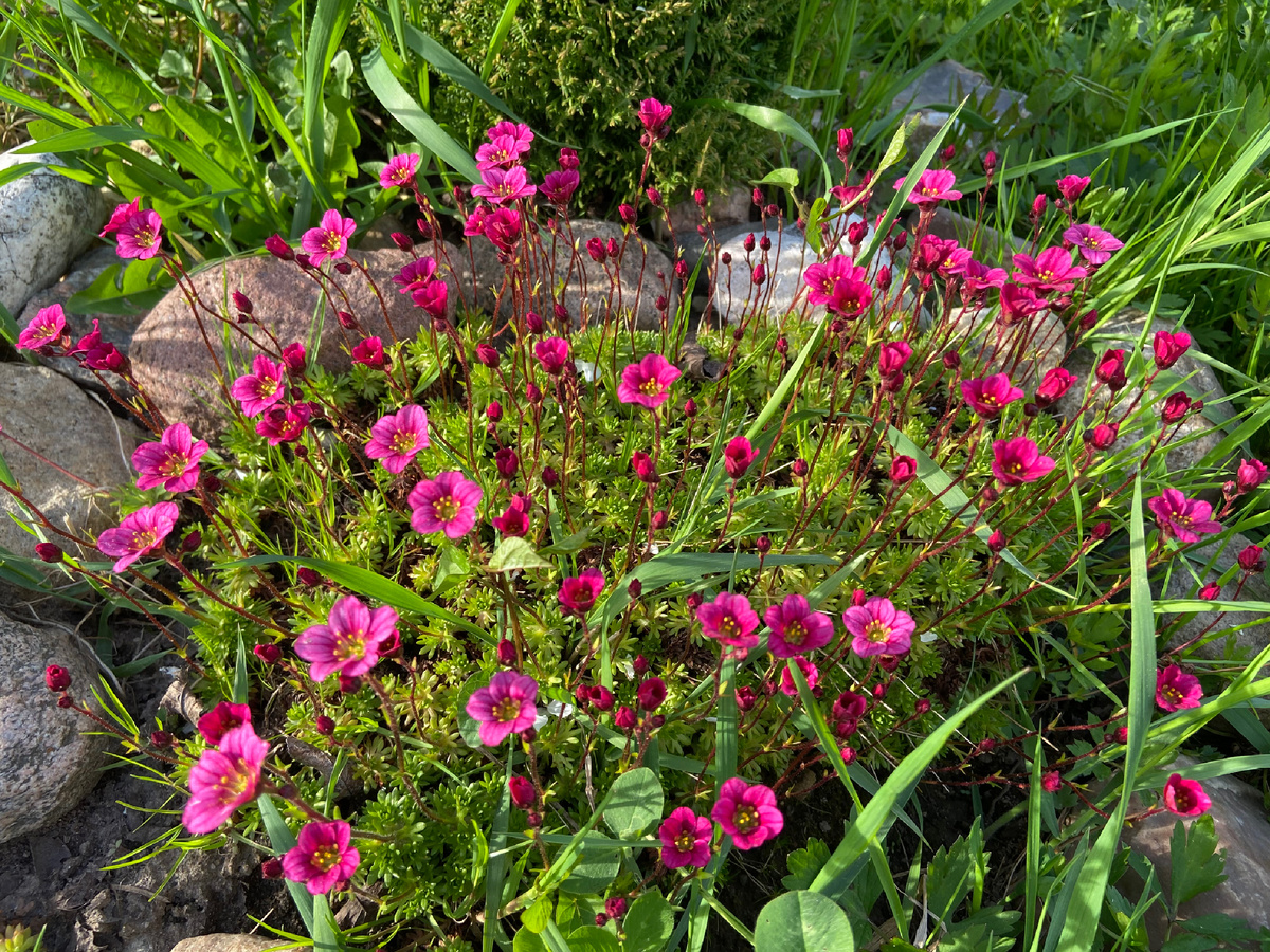 Вот эти цветы выживают, не знаю как называются, они многолетники, цветут весной