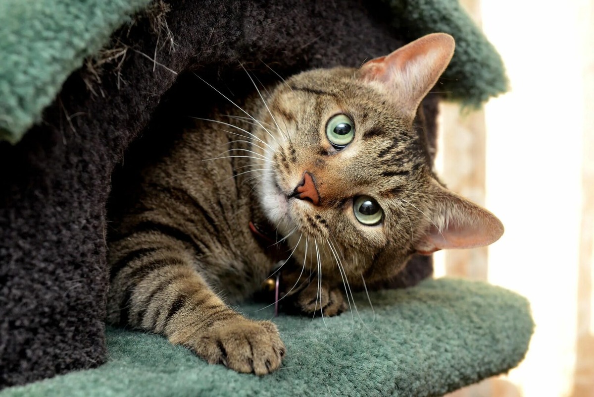 Фото из Интернета.