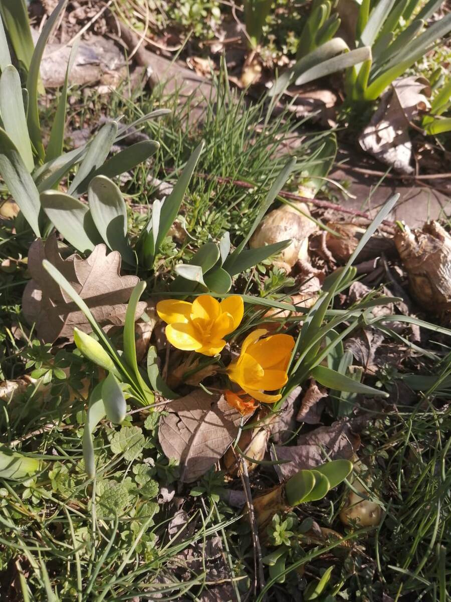 Желтые крокусы