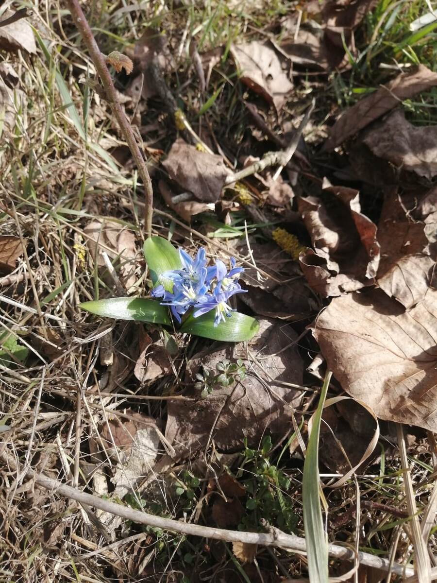 Пролеска сибирская - и вовсе не в Сибири