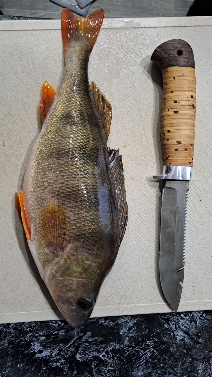 Общая длина ножа 25 см. Окунь трофейный для наших мест.