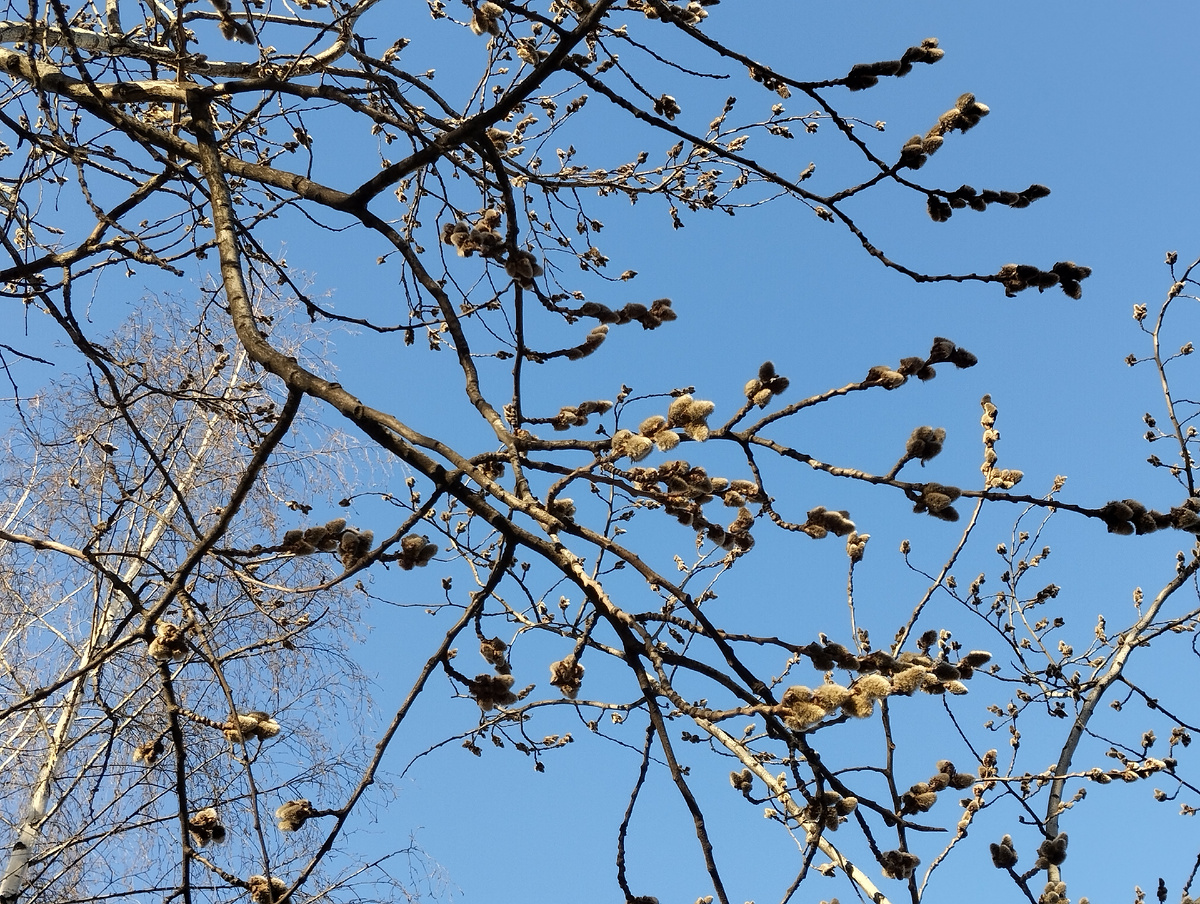 Весна. Март в Отрадном. ЗДЕСЬ и далее фото автора и(или) из личного архива автора, если не указано иначе.