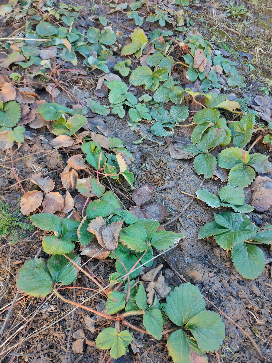 Зенга Зенгана