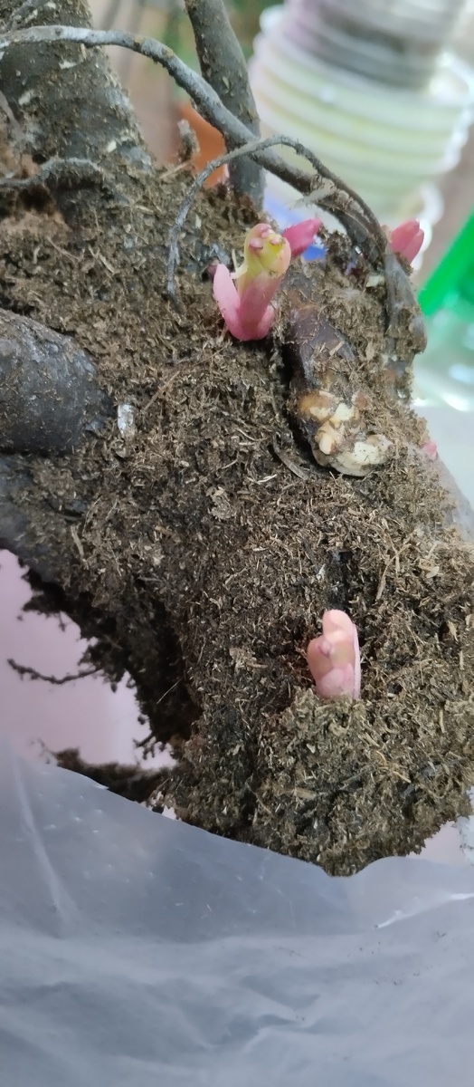 Пион Гардения.