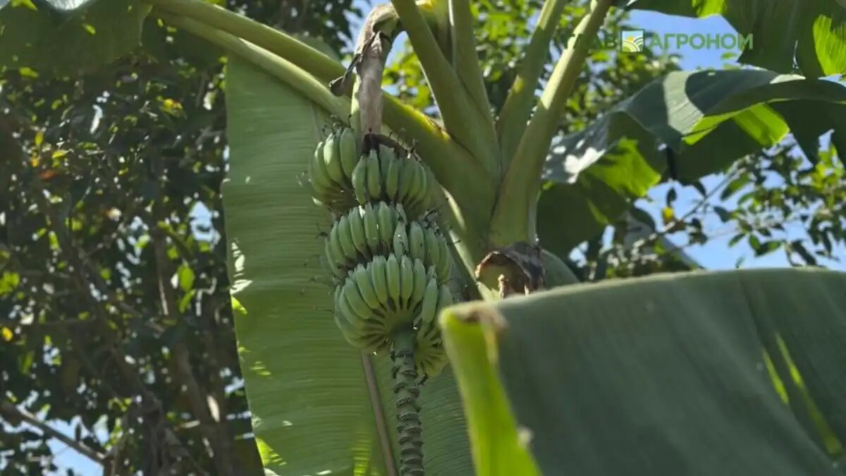 Фото:© Вероника Галай / Glavagronom.ru
Сколько будут стоить российские бананы