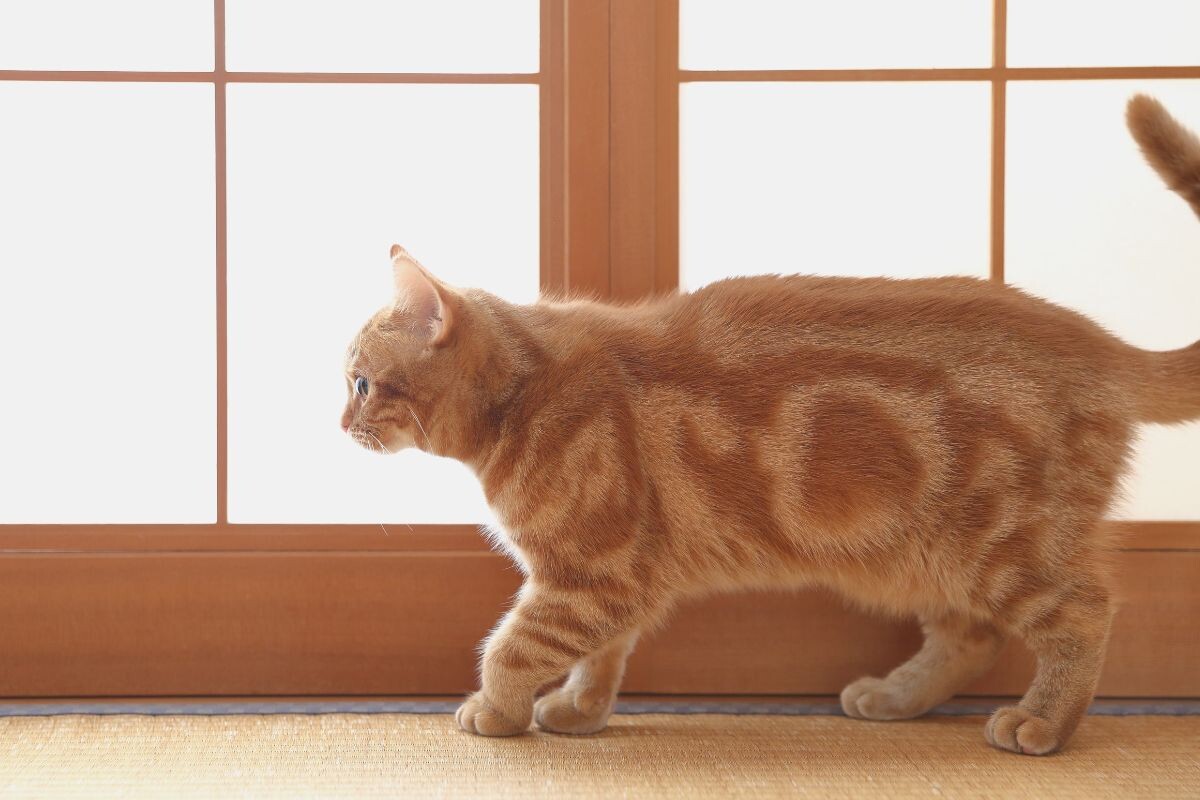 Кот хромает после сна 