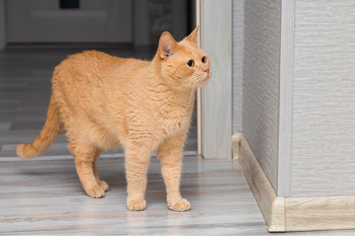 Рыжий котик в квартире 