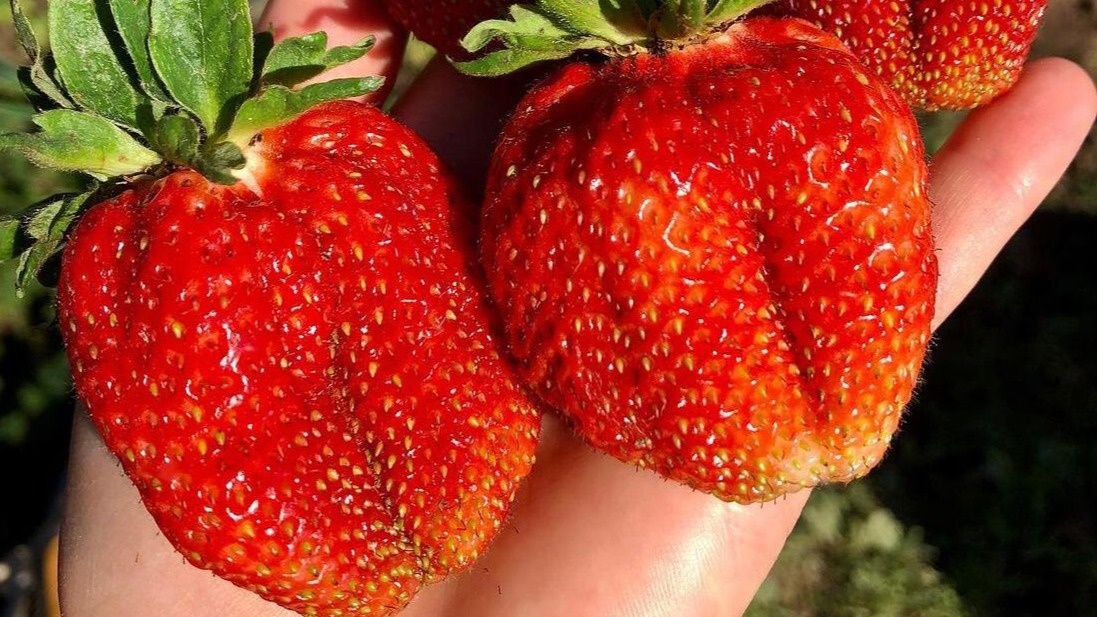Результат правильной весенней подкормки клубники - ягоды сорта "Фестивальная" достигают 30-35 грамм