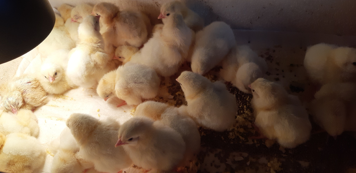 Суточные цыплята-бройлеры))) 9.03.25 г