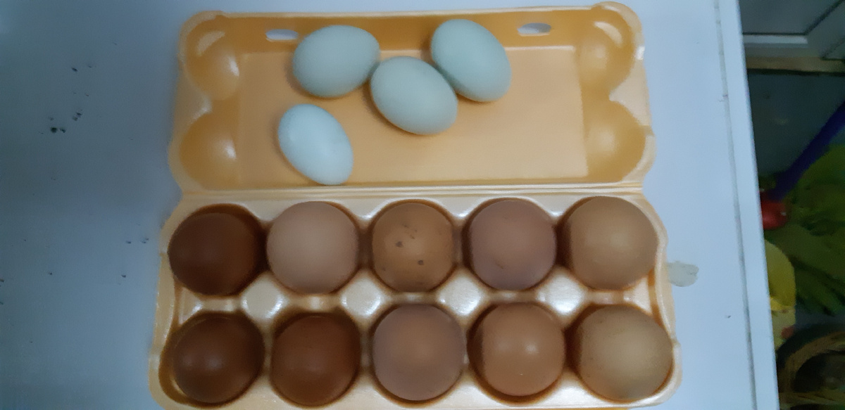 Яйца для закладки 25 г Арауканов, Маранов, цветного бройлера и Брам.