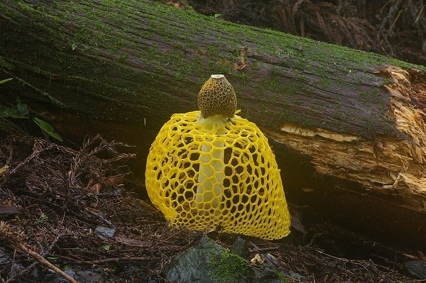 Phallus indusiatus, фото из Сети