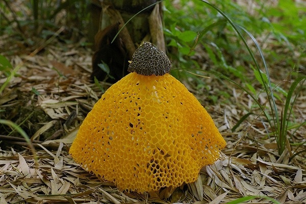 Phallus indusiatus, фото из Сети