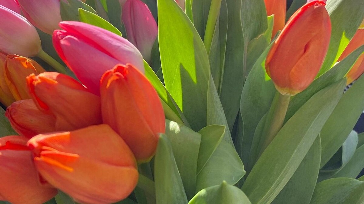    Фото: телеканал «Краснодар»