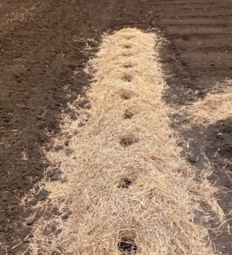 Подготовить грядку для посева огурцов, так просто