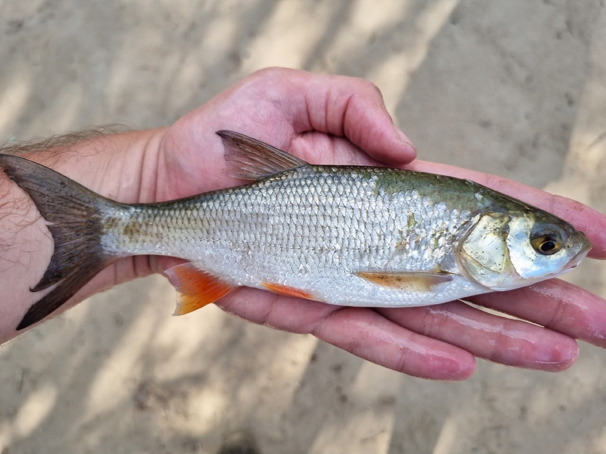 Мелкого подъязка легко можно спутать с плотвой