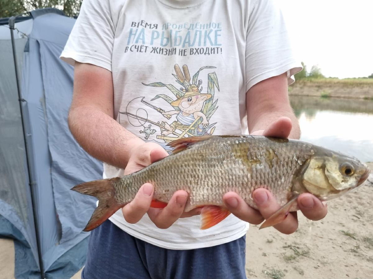 Язёк соблазнился горохом