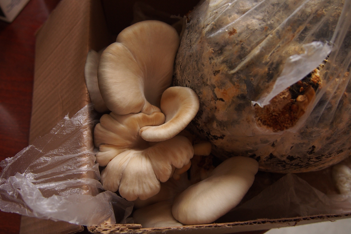 домашние грибы