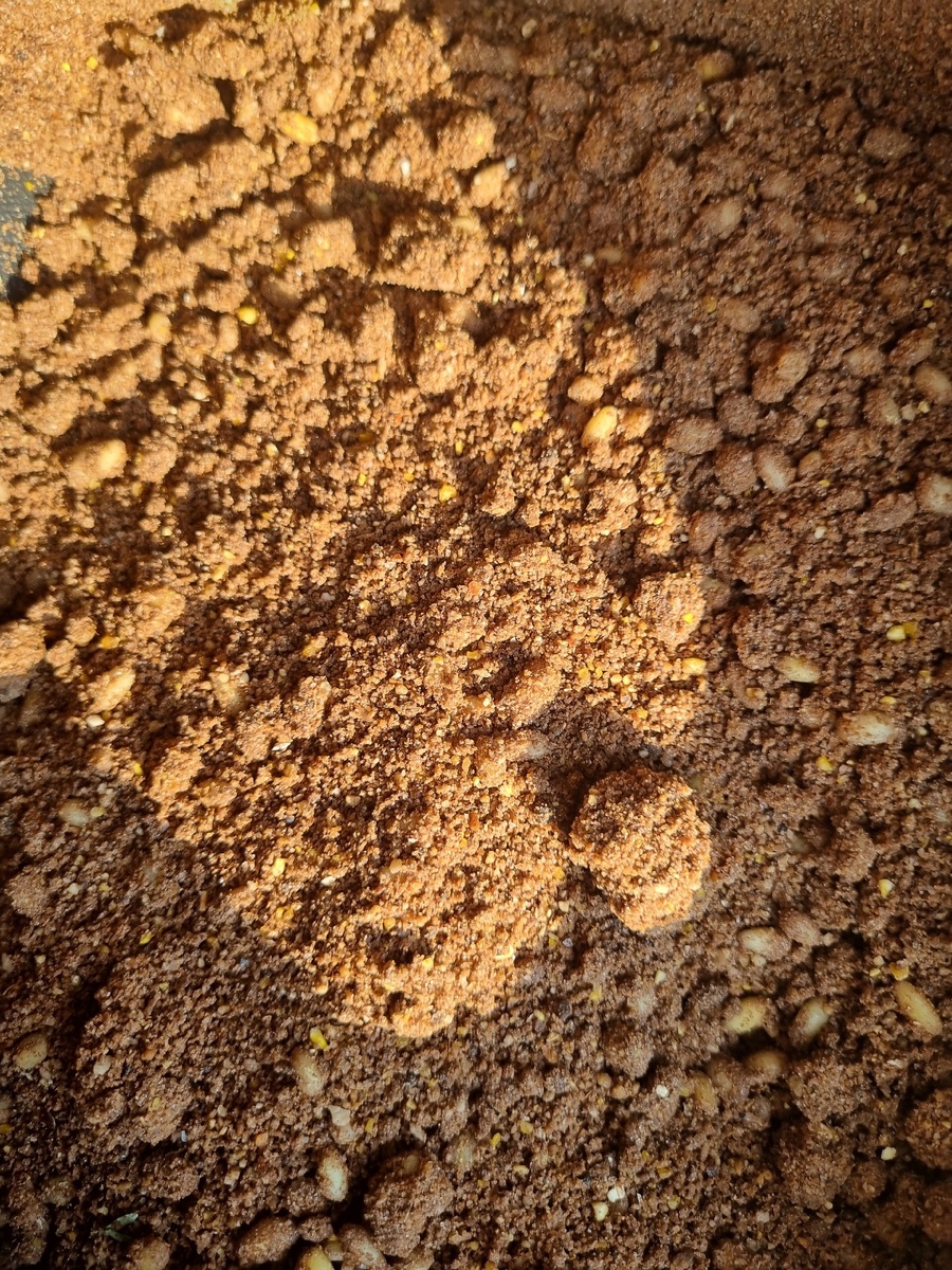 Прикормочная смесь для ловли карася. В данном случае, в качестве крупной фракции используется зёрна кукурузы и перловки