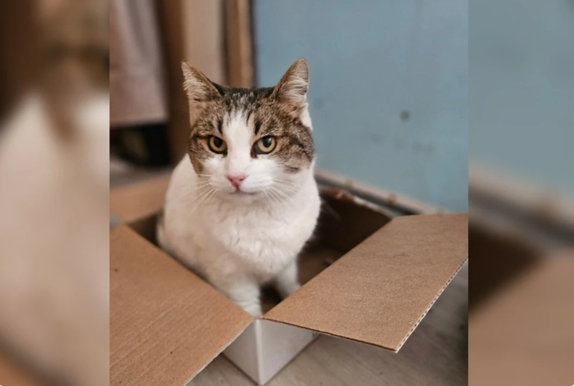 Фото: Ветеринарная служба Ялта/Tелеграм