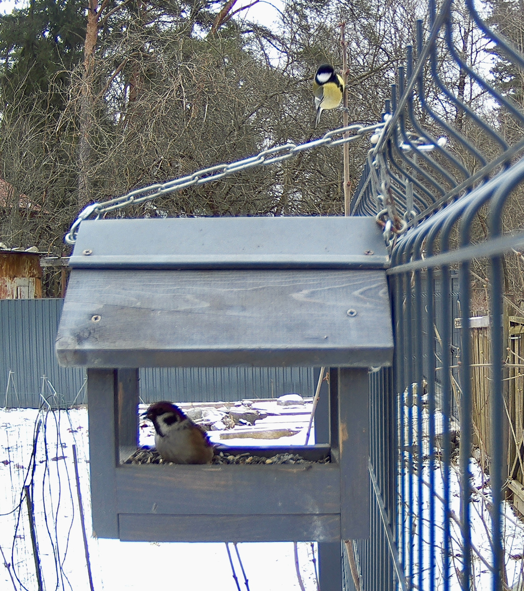 Полевой воробей и большая синица. Фото из личного архива автора