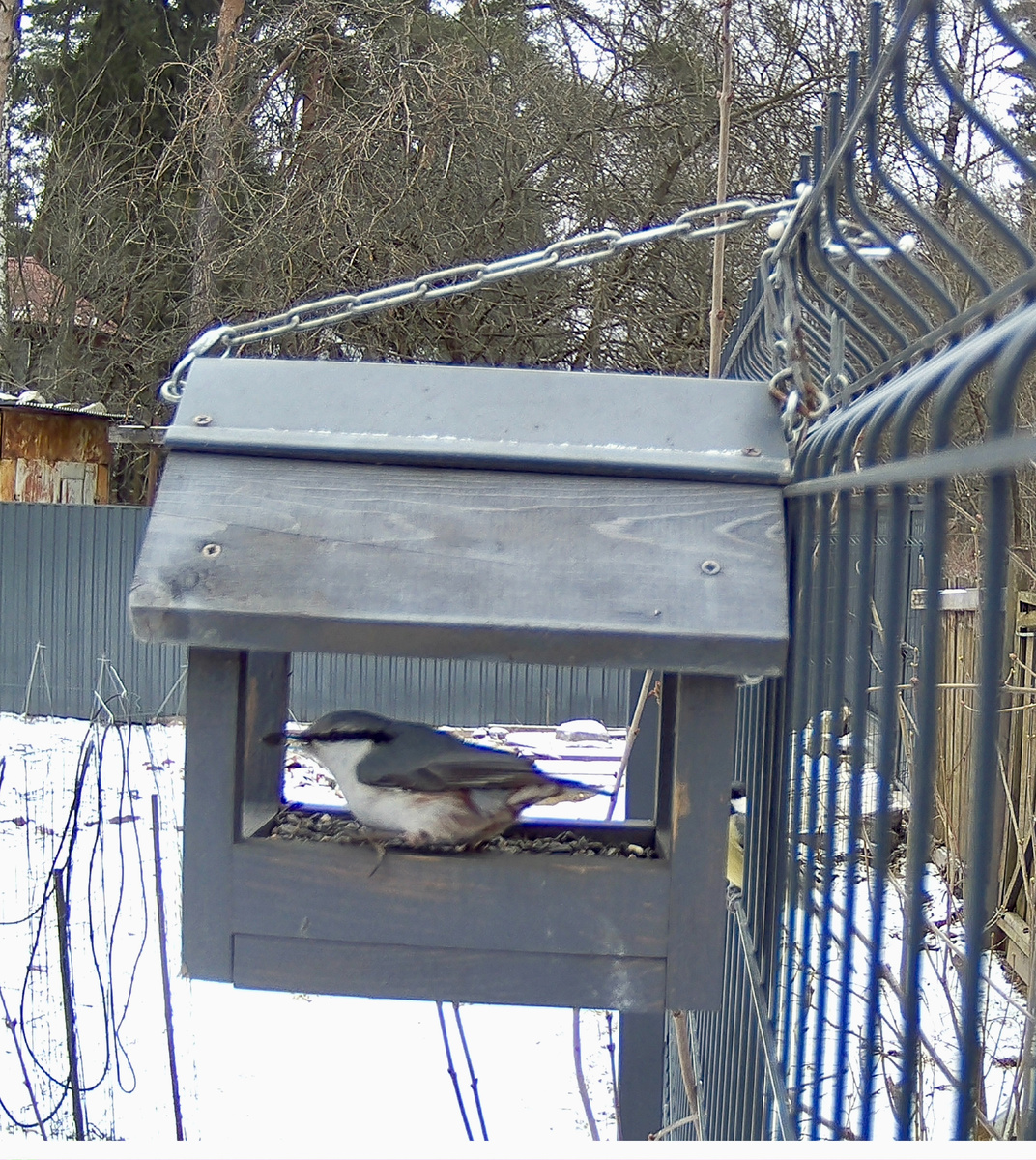 Поползень и большая синица. Фото из личного архива автора