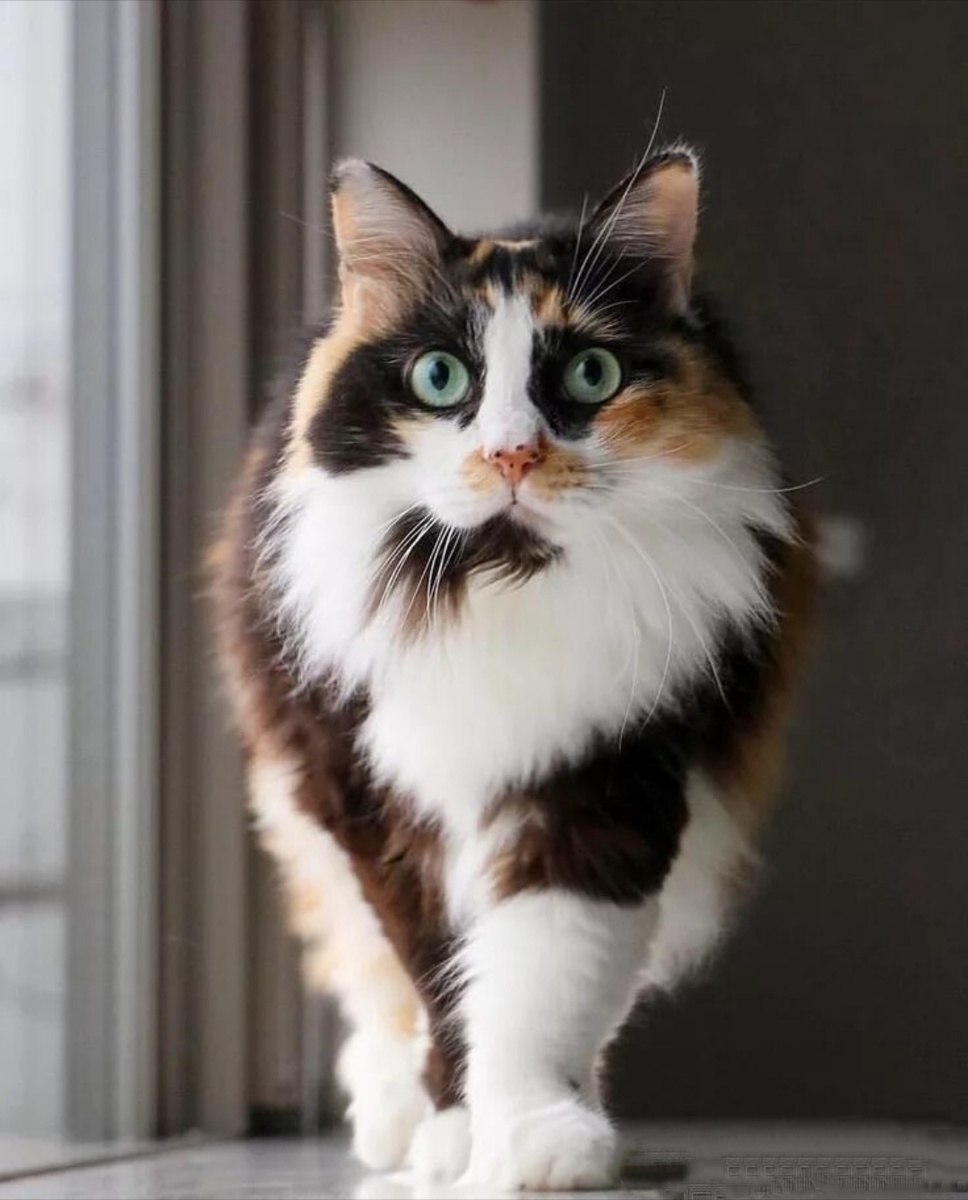 Фото из Интернета.