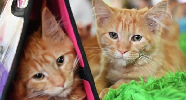    РИА «Новости»