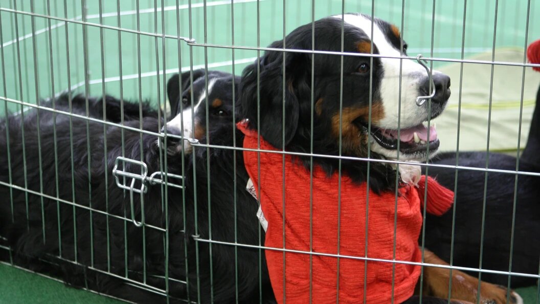    Фото: Igor Kritskiy/Globallookpress