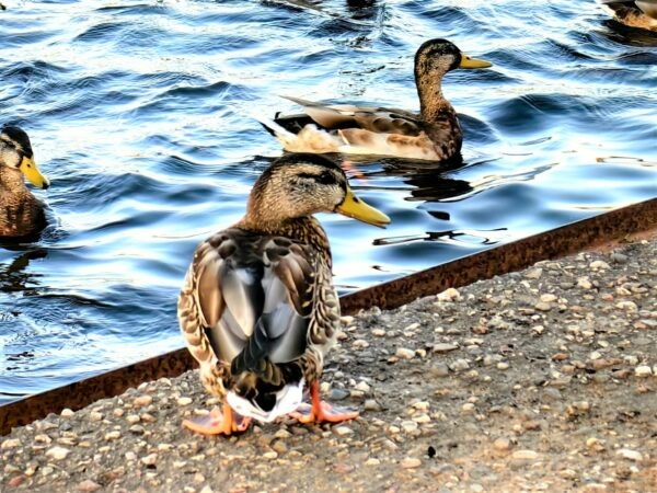    Фото: Екатерина Иванова. UG.RU