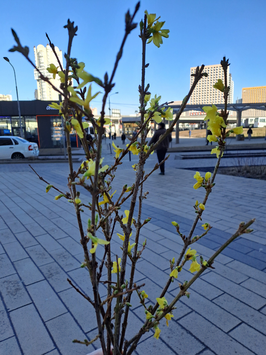 Самая странная доставка в этот день — вот такие веточки.