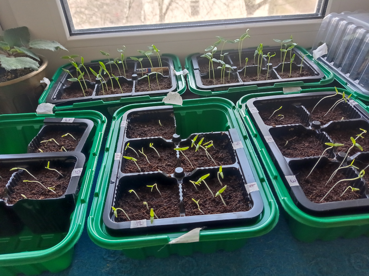 Вот мои росточки перцев и томатов (ближе к окну перцев)