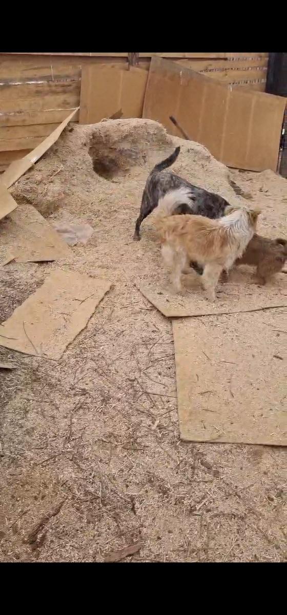 Остатки опилок