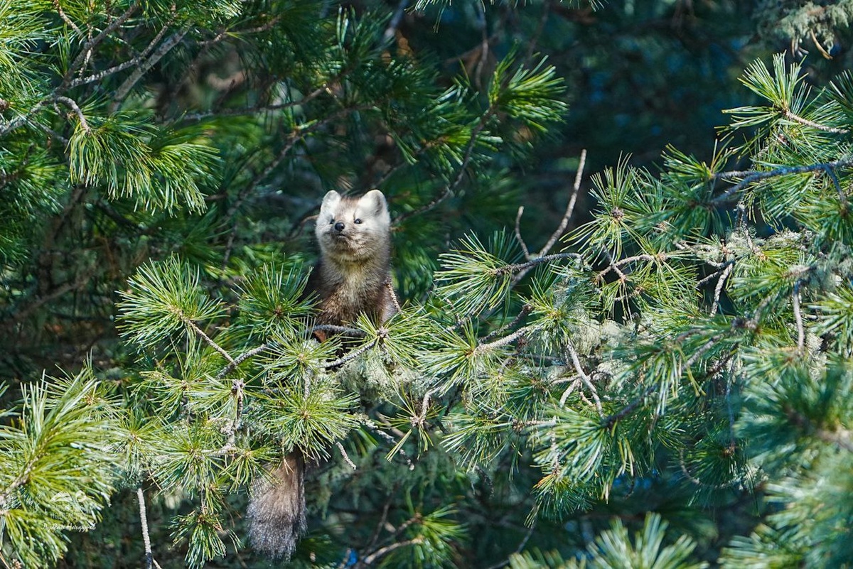 Листайте галерею, чтобы увидеть все фото Лубсана Чагдурова.