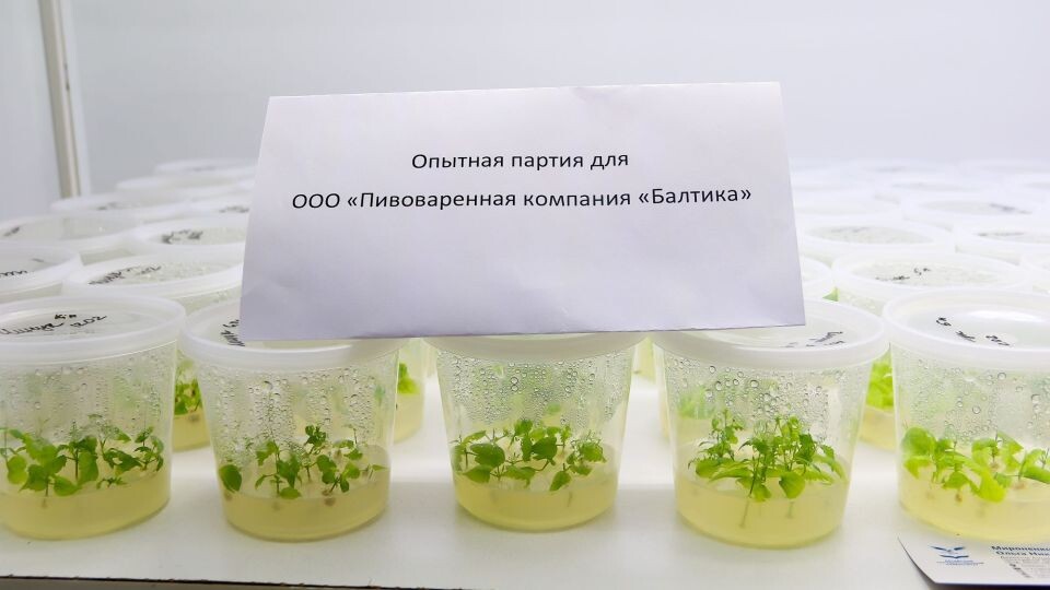    Выращивание хмеля в АлтГУ. Источник: Виталий Барабаш