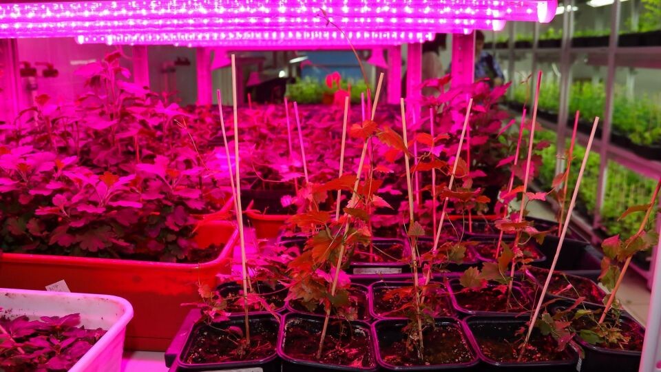    Выращивание хмеля в АлтГУ. Источник: Виталий Барабаш