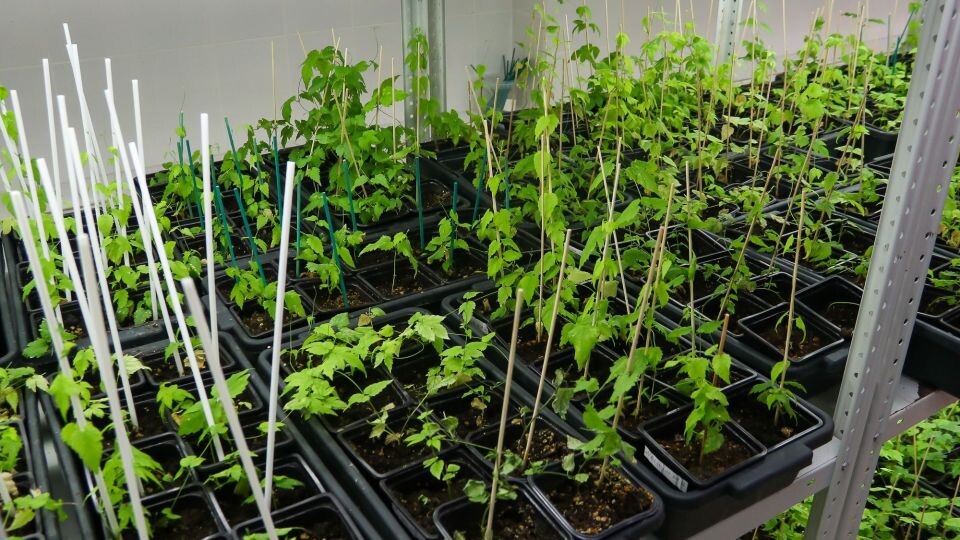    Выращивание хмеля в АлтГУ. Источник: Виталий Барабаш