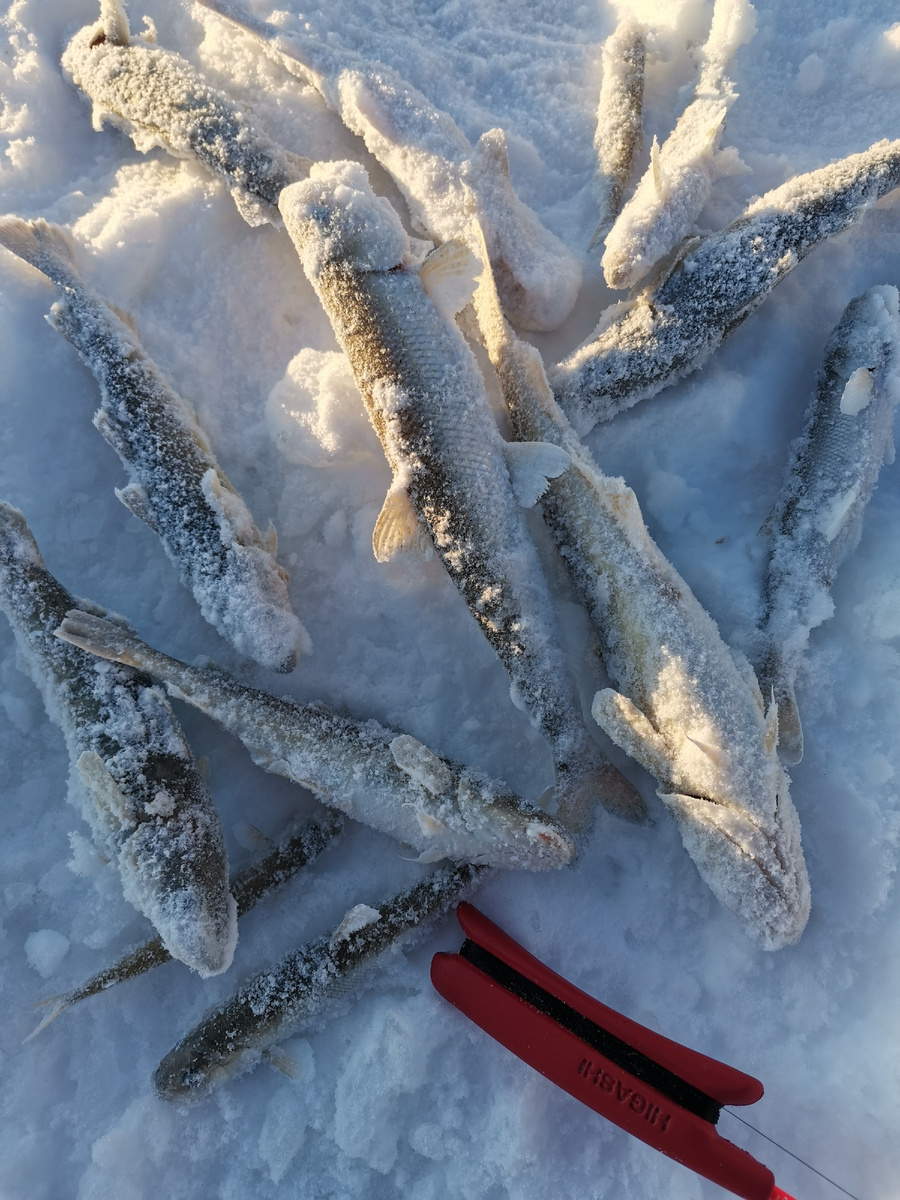 Рыба крупная, но клёв сумбурный... 