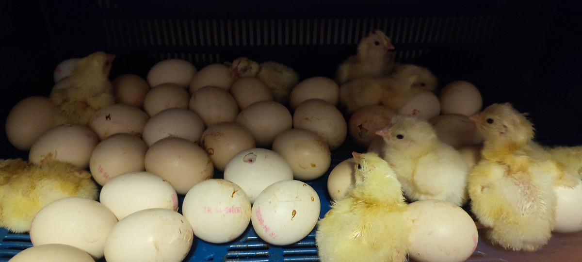 Первые цыплята 😊