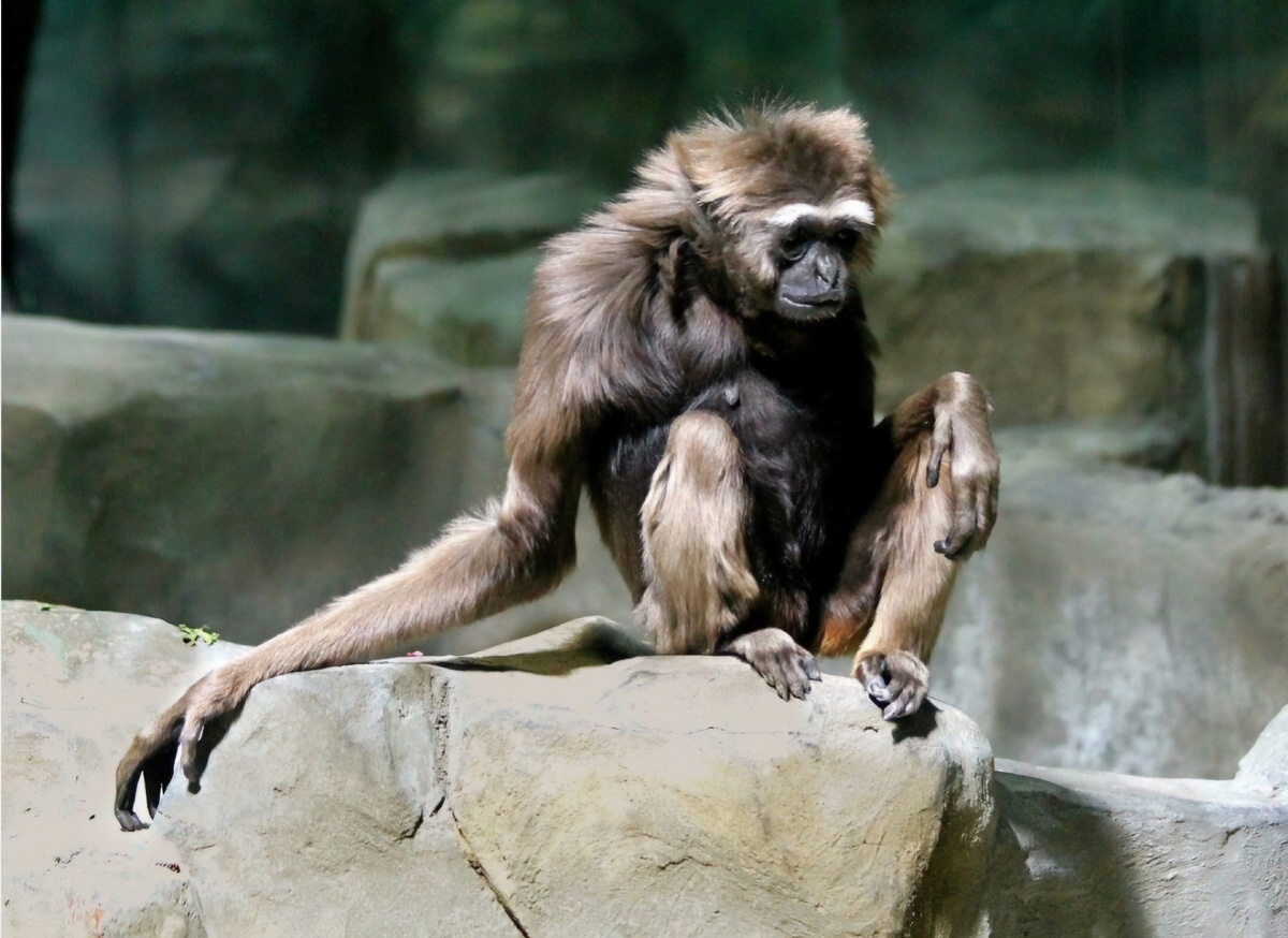Гиббон Лиза, Московский зоопарк