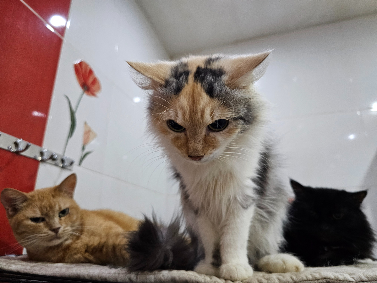 Фото автора. Фасолька.