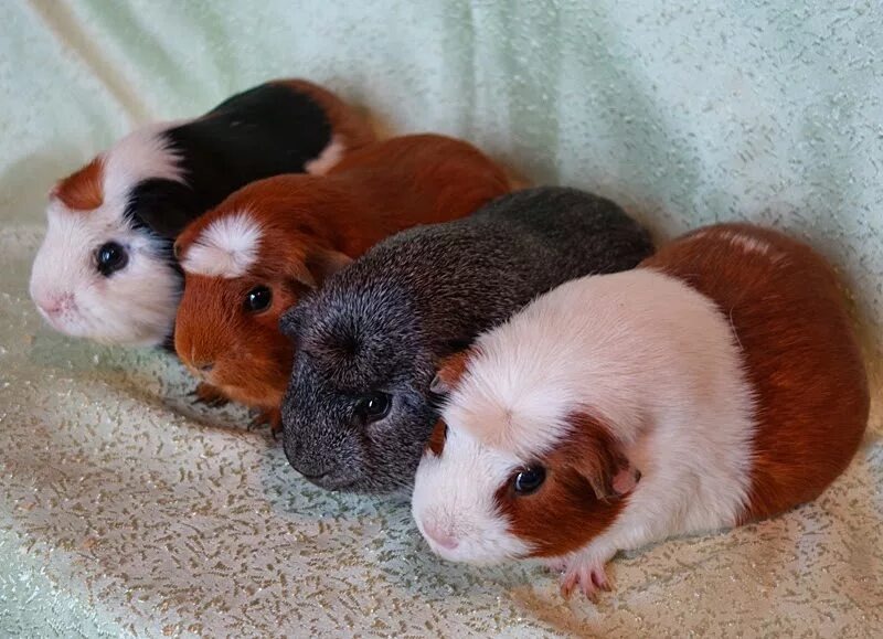 Морские свинки