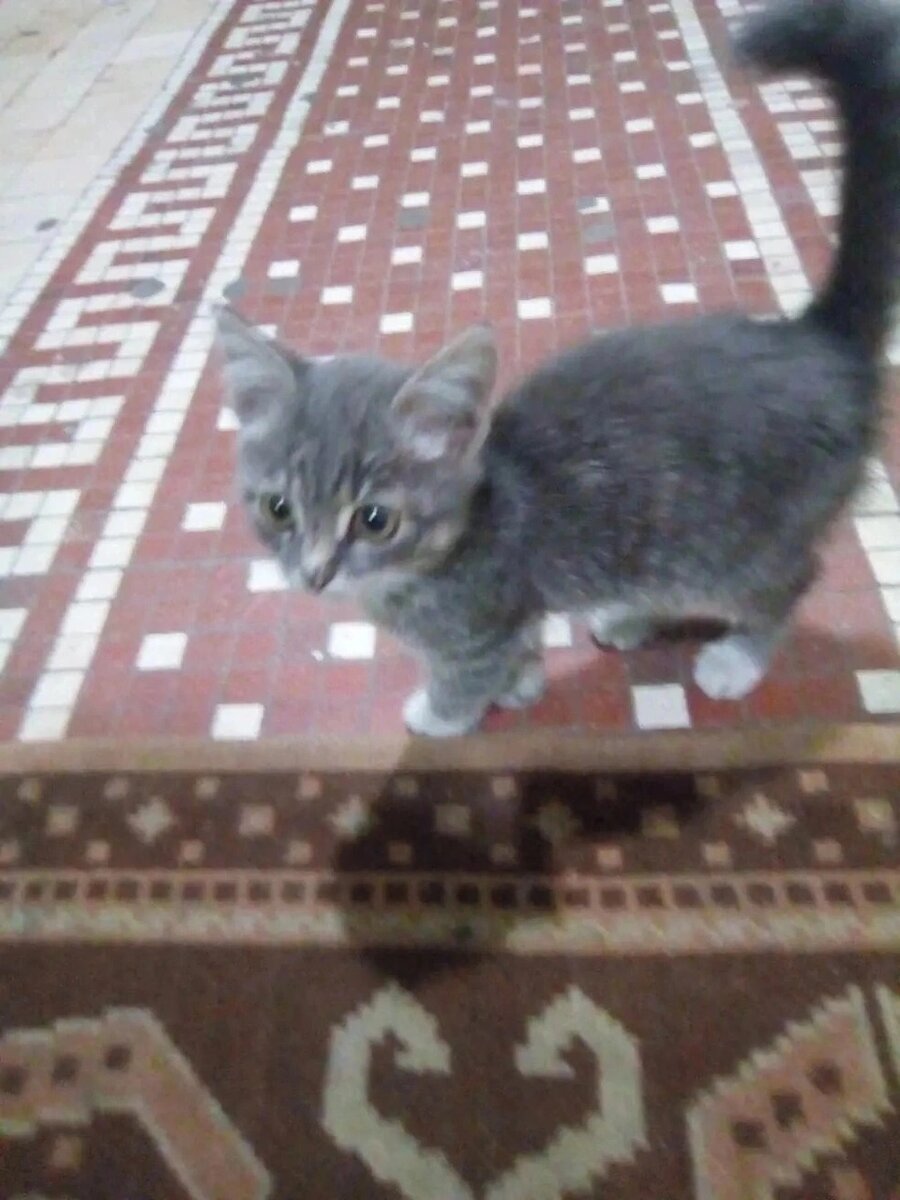 Кошки в подъезде